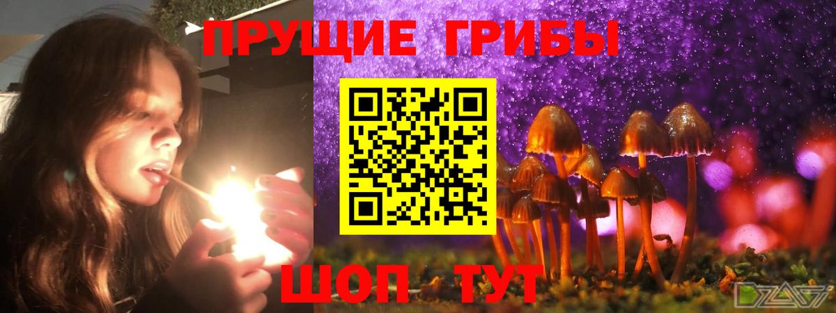 Псилоцибиновые грибы GOLDEN TEACHER  Вход с VPN  продажа наркотиков  Галлюциногенные грибы MAGIC MUSHROOMS  Карачаевск 
